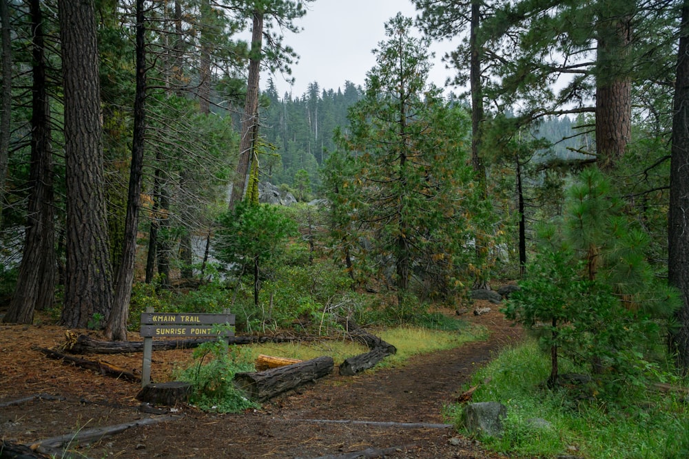 a trail in the middle of a forest with lots of trees