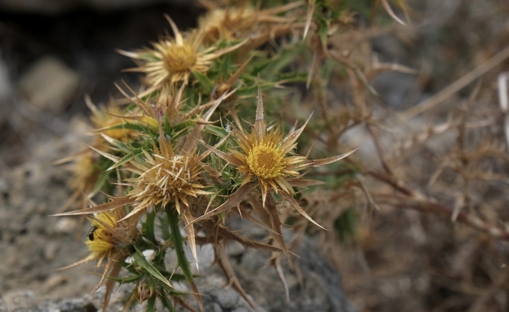 a close up of a plant on a rocky surface