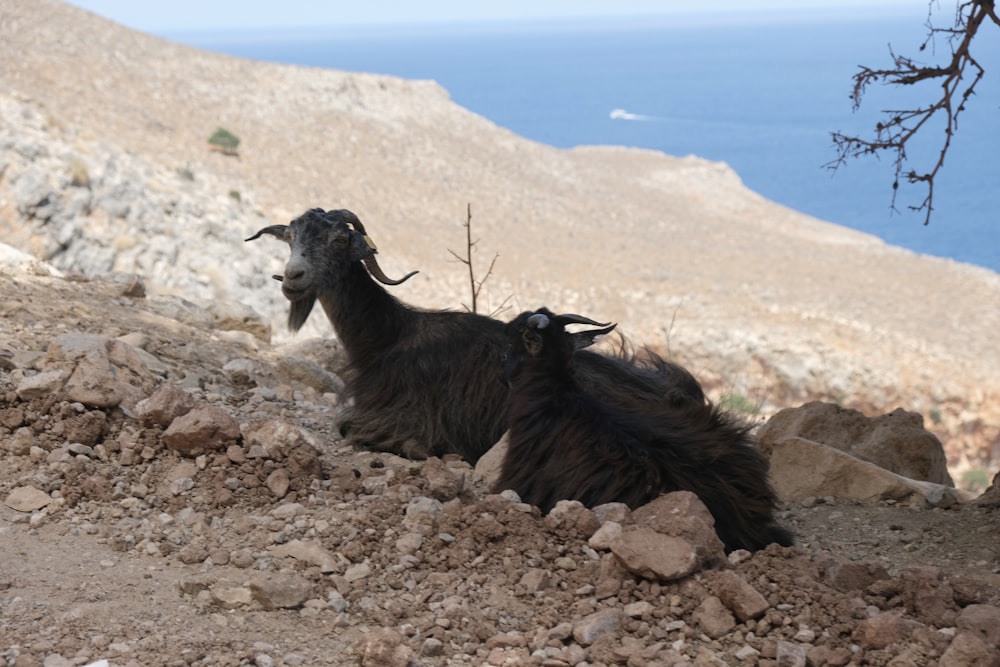 a couple of goats laying on top of a rocky hillside