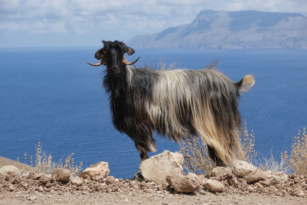 a goat standing on top of a rocky hill next to the ocean