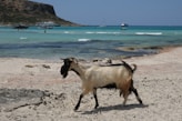 a goat walking on a beach next to the ocean