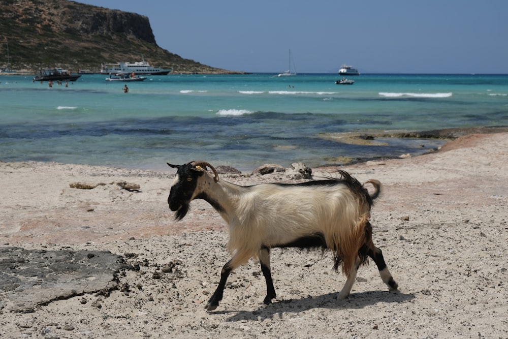 a goat walking on a beach next to the ocean
