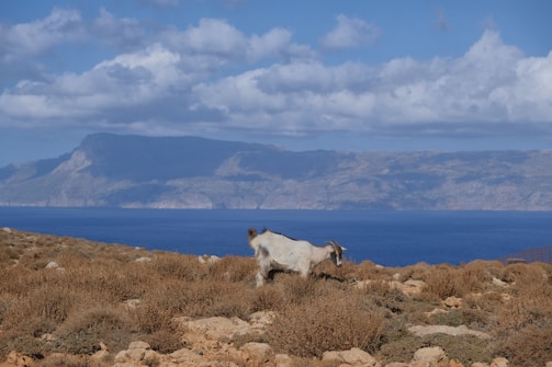 a goat standing on top of a dry grass covered hillside