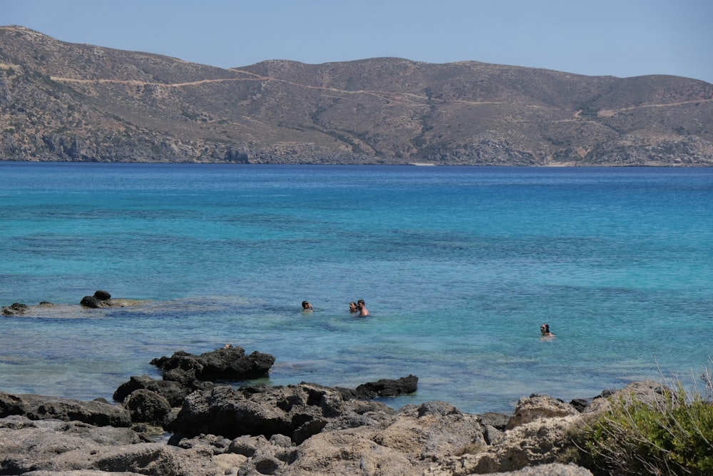 a group of people swimming in a body of water