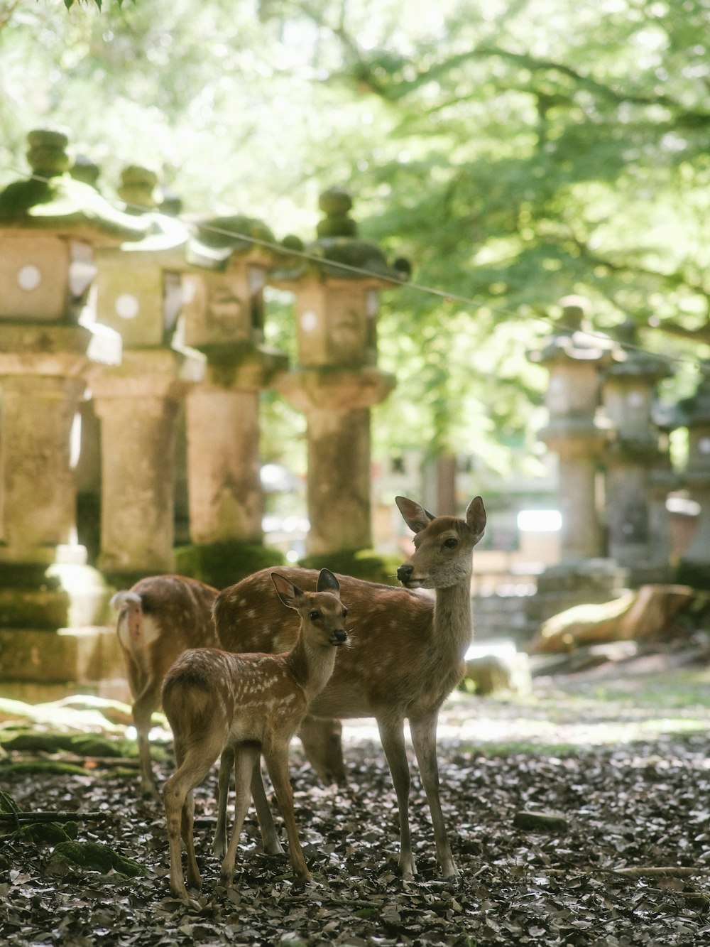 a group of deer standing next to each other on a forest floor