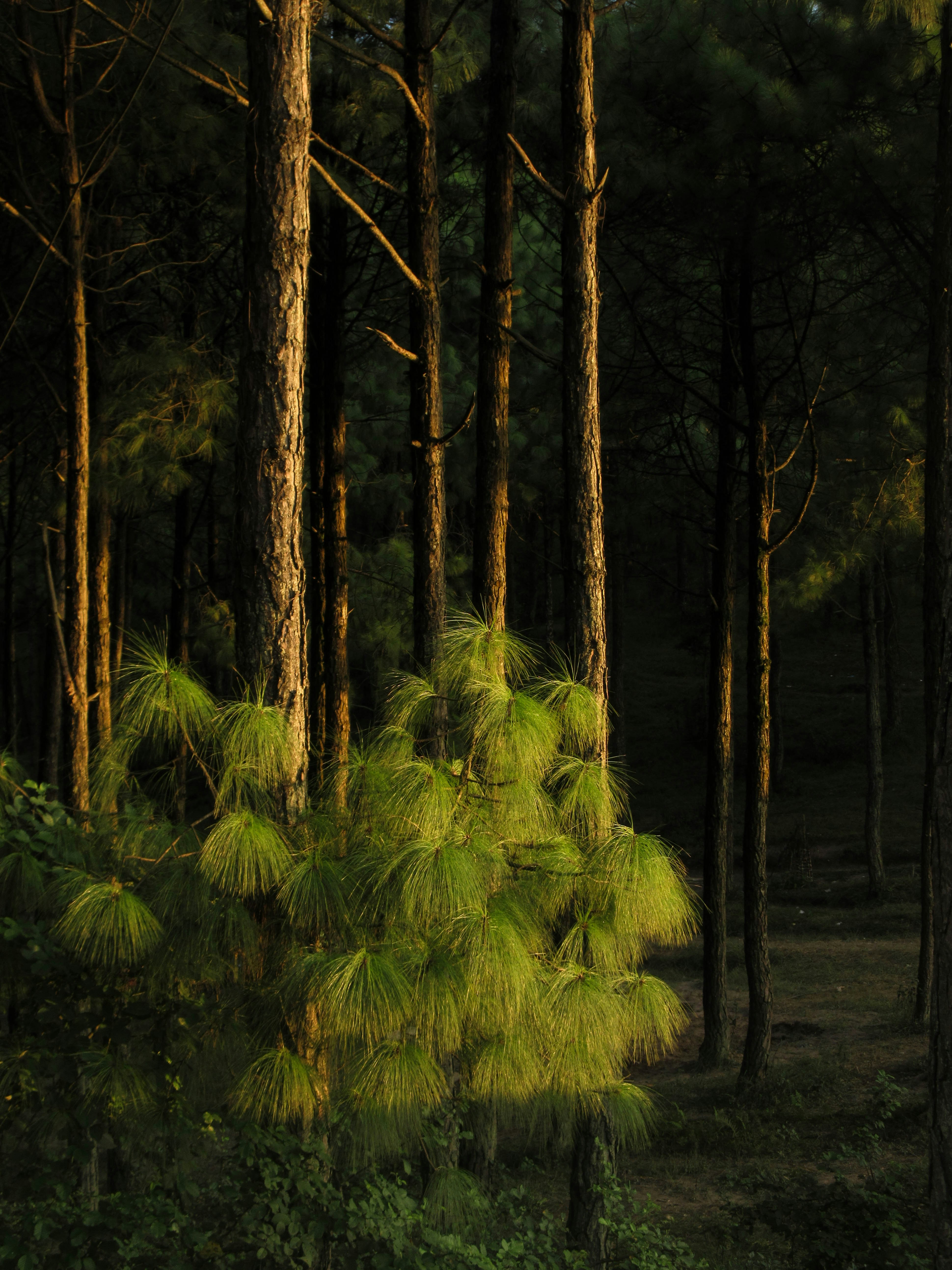 Sunlit cluster of feathery pine tufts rises in the foreground as tall trunks fade into a shadowed, moss-draped backdrop, creating a quiet woodland portrait at golden hour.