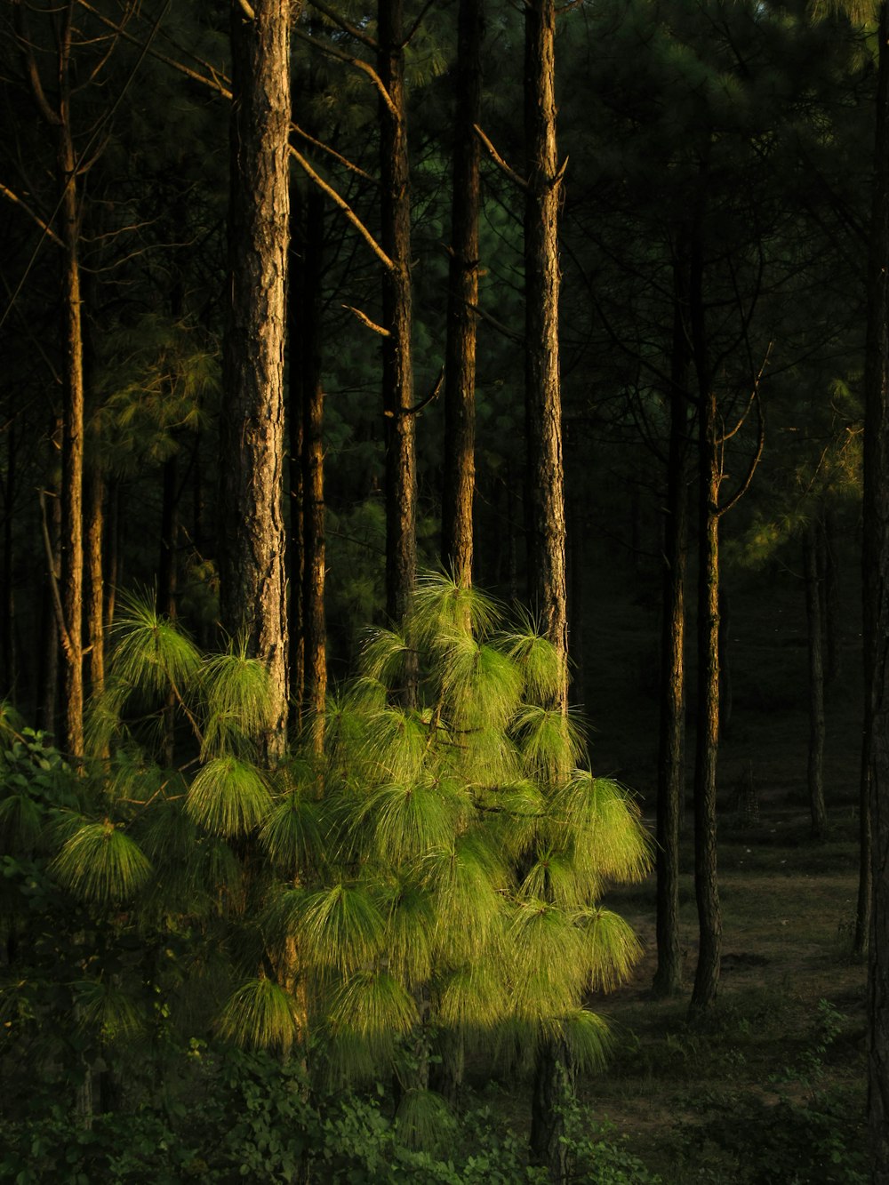 Una foresta piena di molti alberi verdi