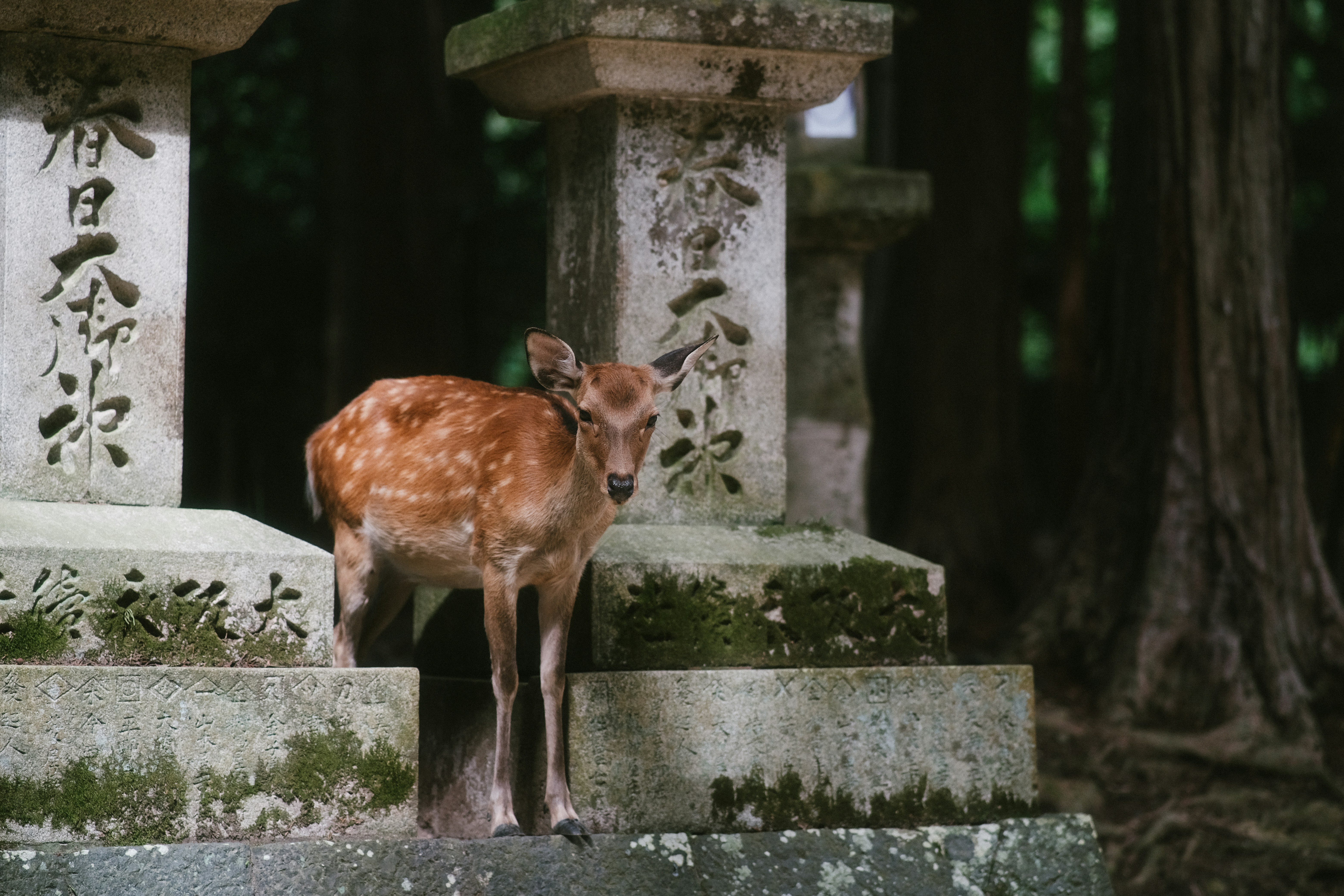 a small deer standing on top of cement steps
