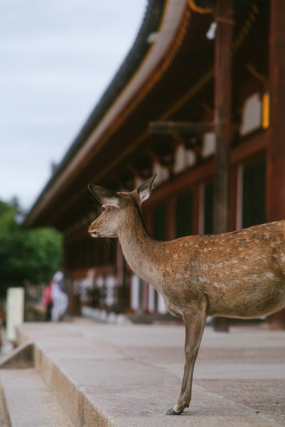 a deer standing in front of a building