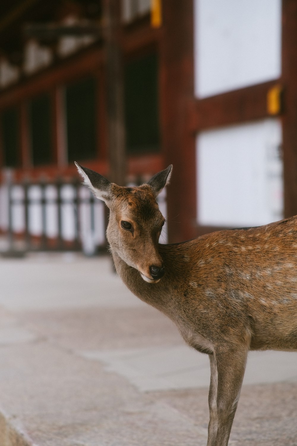 a deer standing on a sidewalk next to a building