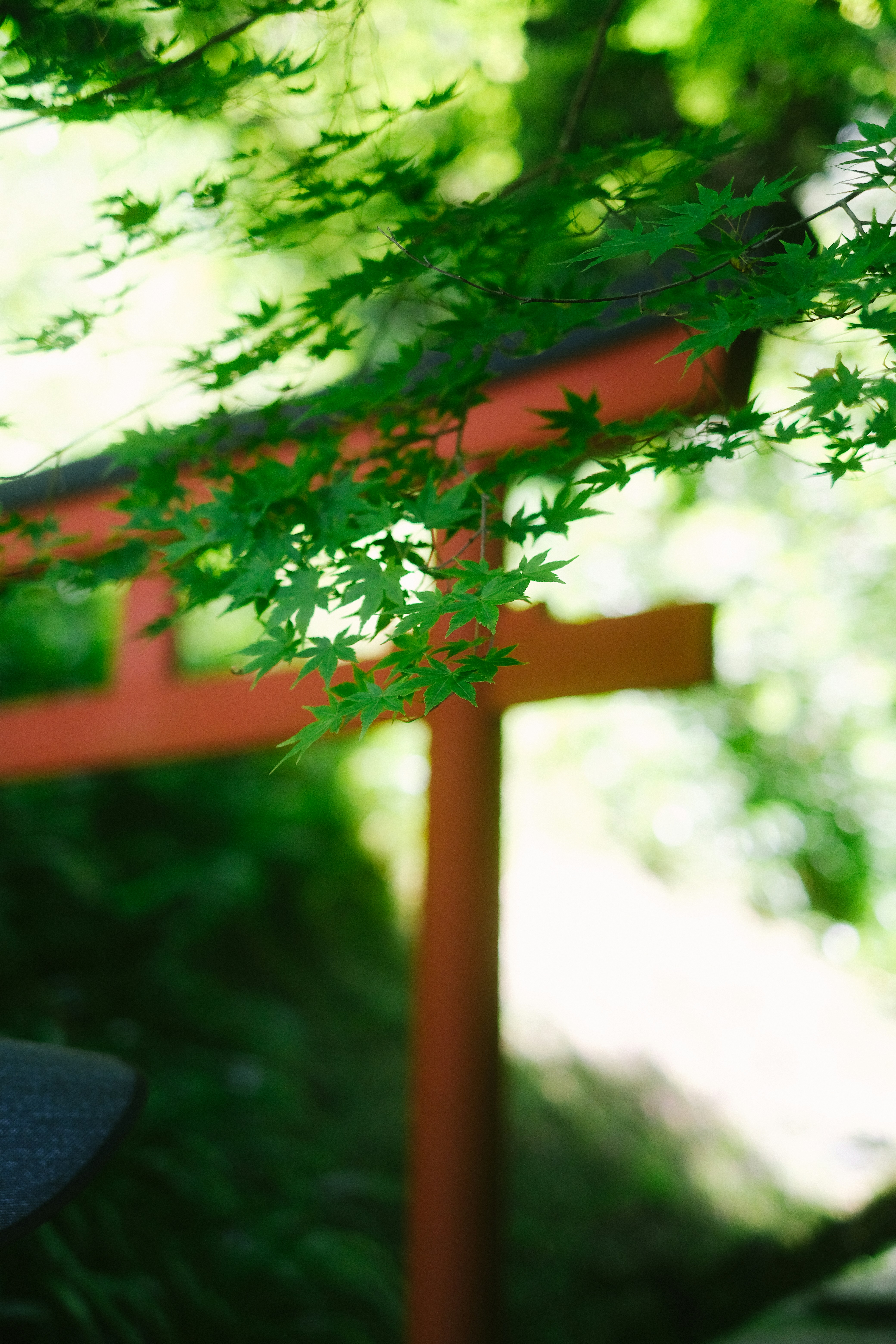 a wooden bench under a tree with a hat on it