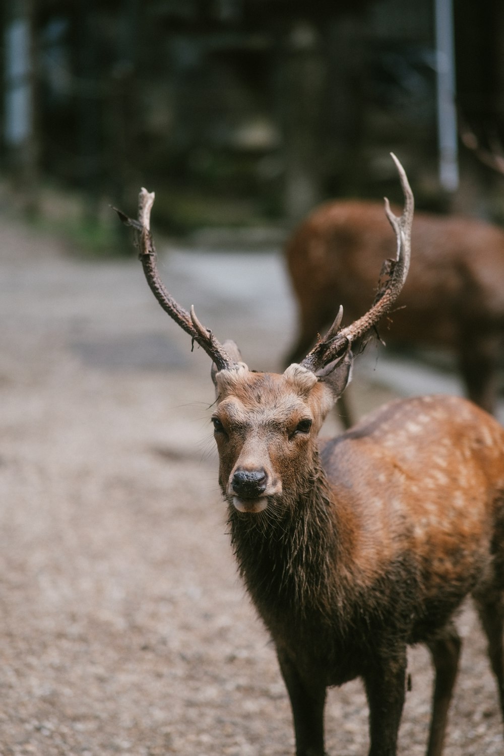 a couple of deer standing on top of a dirt road