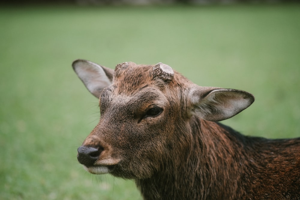 a close up of a deer in a field of grass