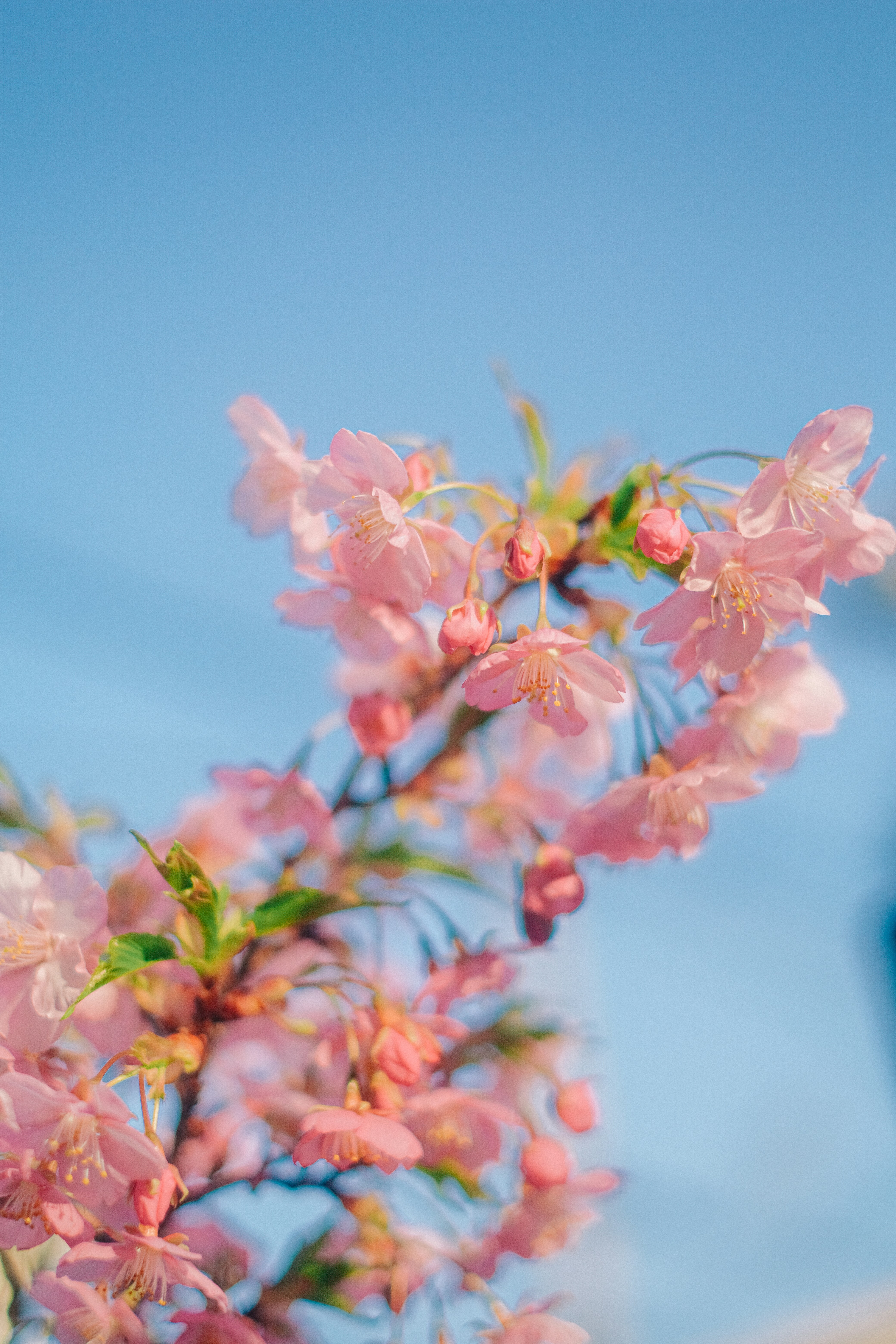 a close up of a pink flower on a tree