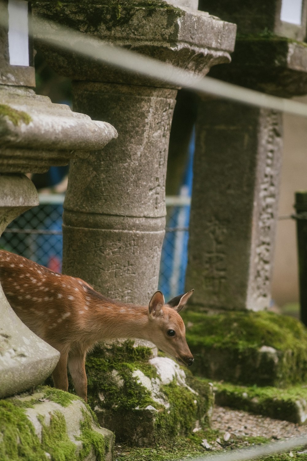 a small deer standing next to a stone pillar