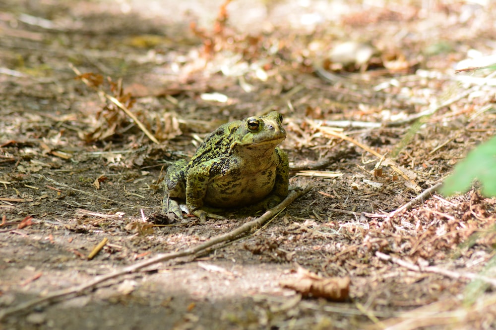 a frog sitting on the ground in the woods