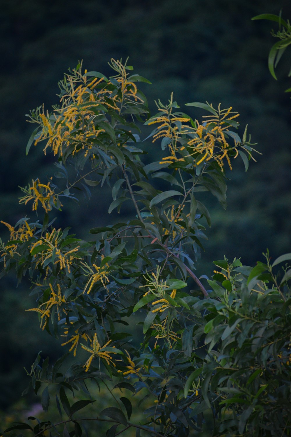 a bird perched on a tree branch with yellow flowers