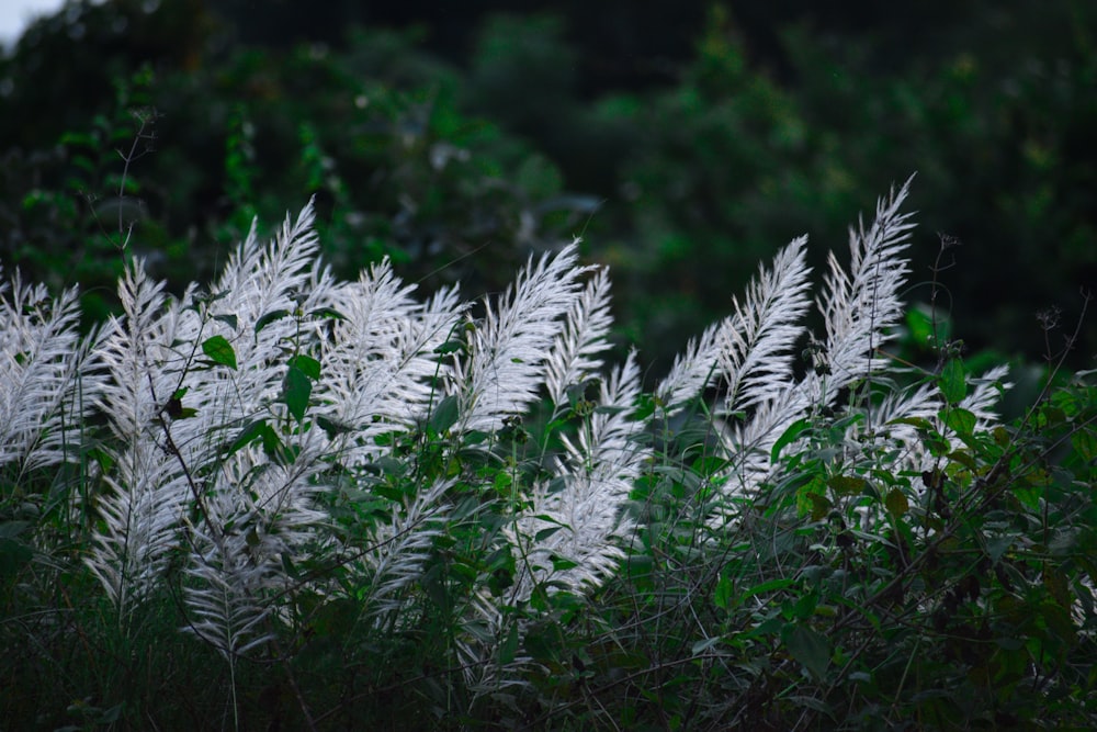 a field of white flowers in the middle of a forest