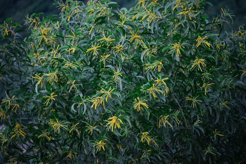 a bush with yellow flowers and green leaves