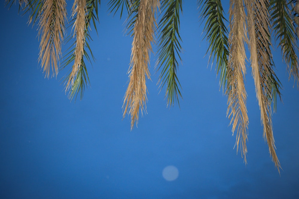 a palm tree branch with a clear blue sky in the background