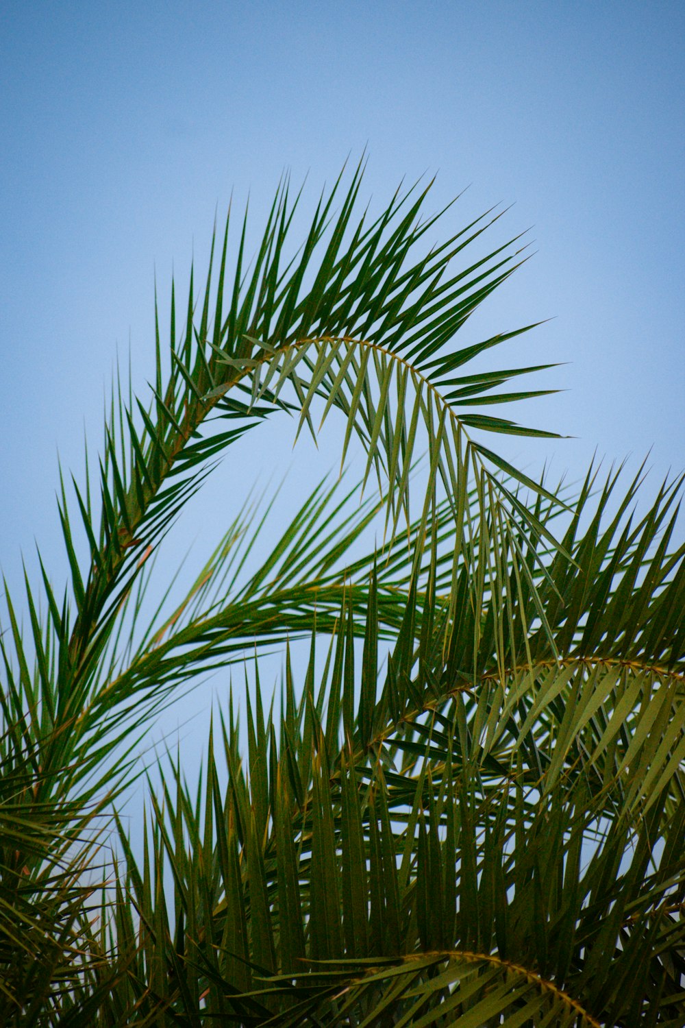 a close up of a palm tree with a blue sky in the background