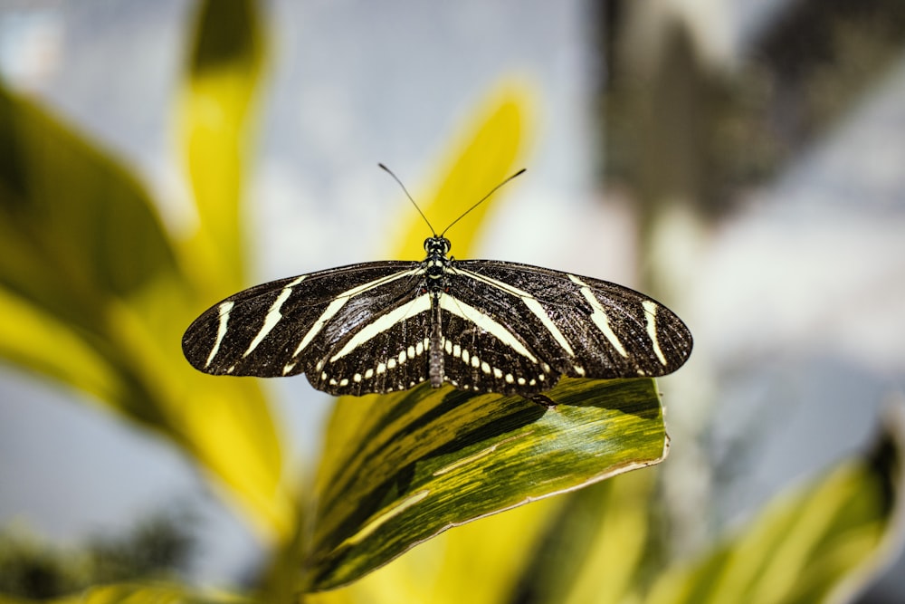 a black and white butterfly sitting on a green leaf