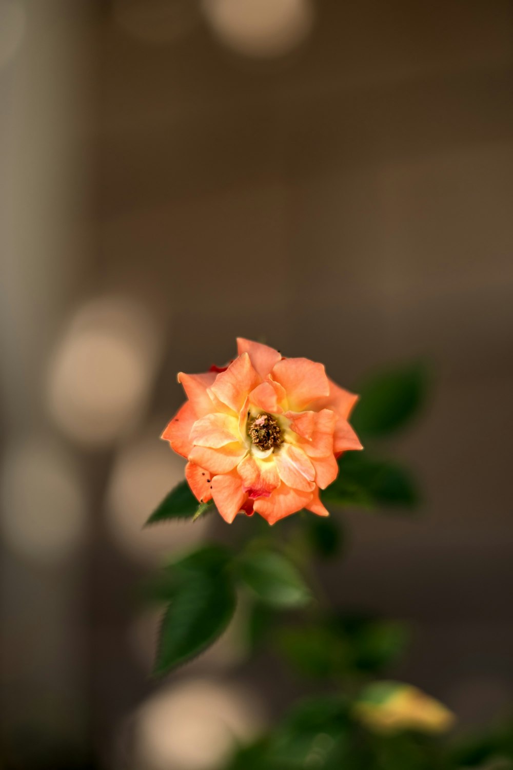 an orange flower with green leaves in a vase