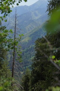 A scenic mountain view with lush greenery.