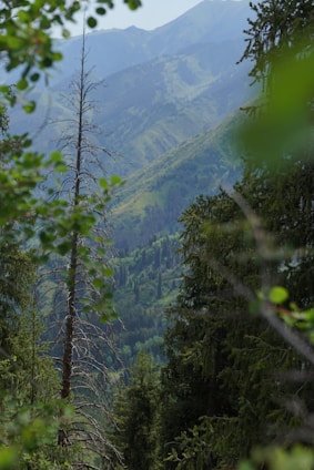 A scenic view of a traveler exploring a lush green landscape with mountains in the background.