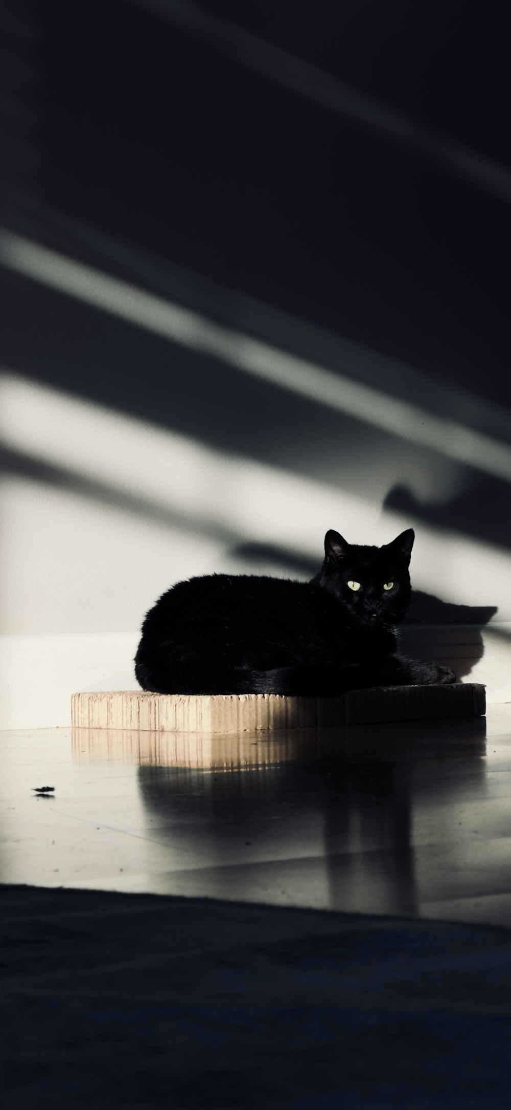 a black cat laying on top of a wooden table
