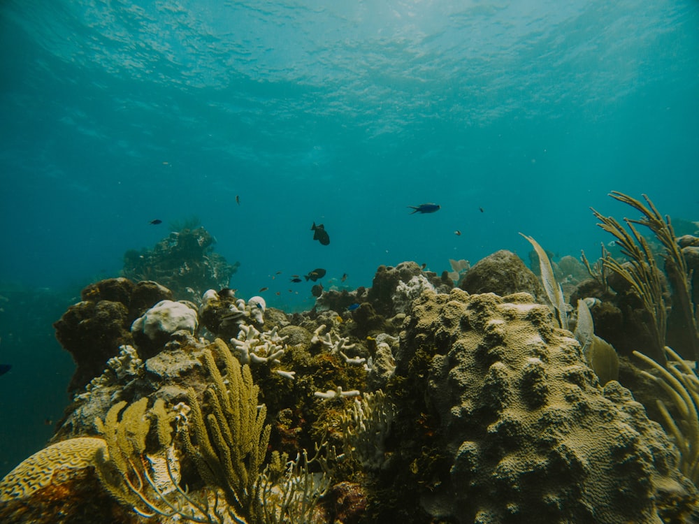 a group of fish swimming over a coral reef