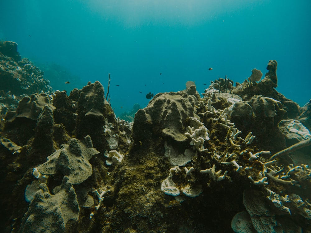 an underwater view of a coral reef in the ocean