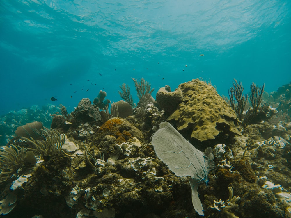 a fish that is swimming in some water