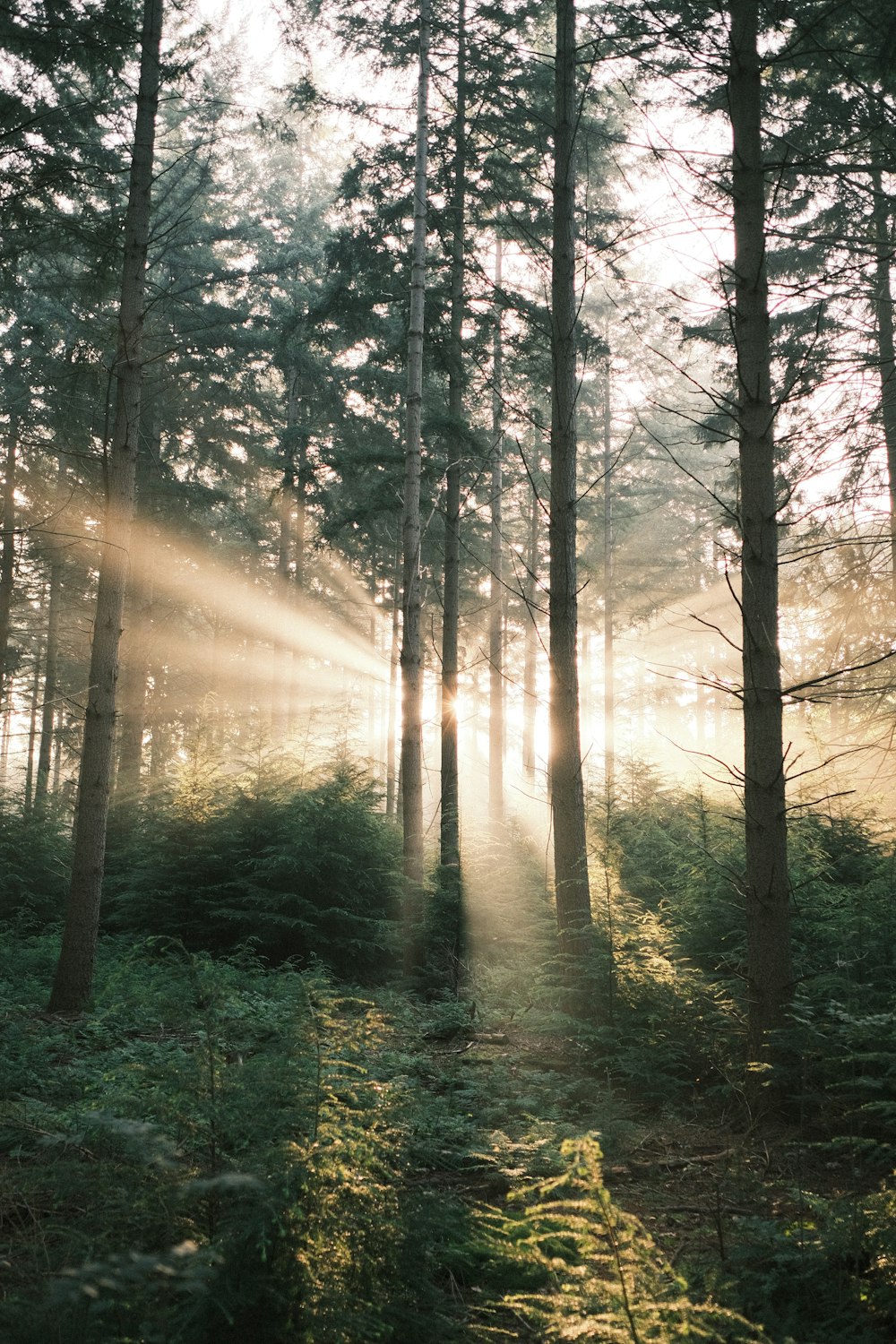 the sun shines through the trees in the forest