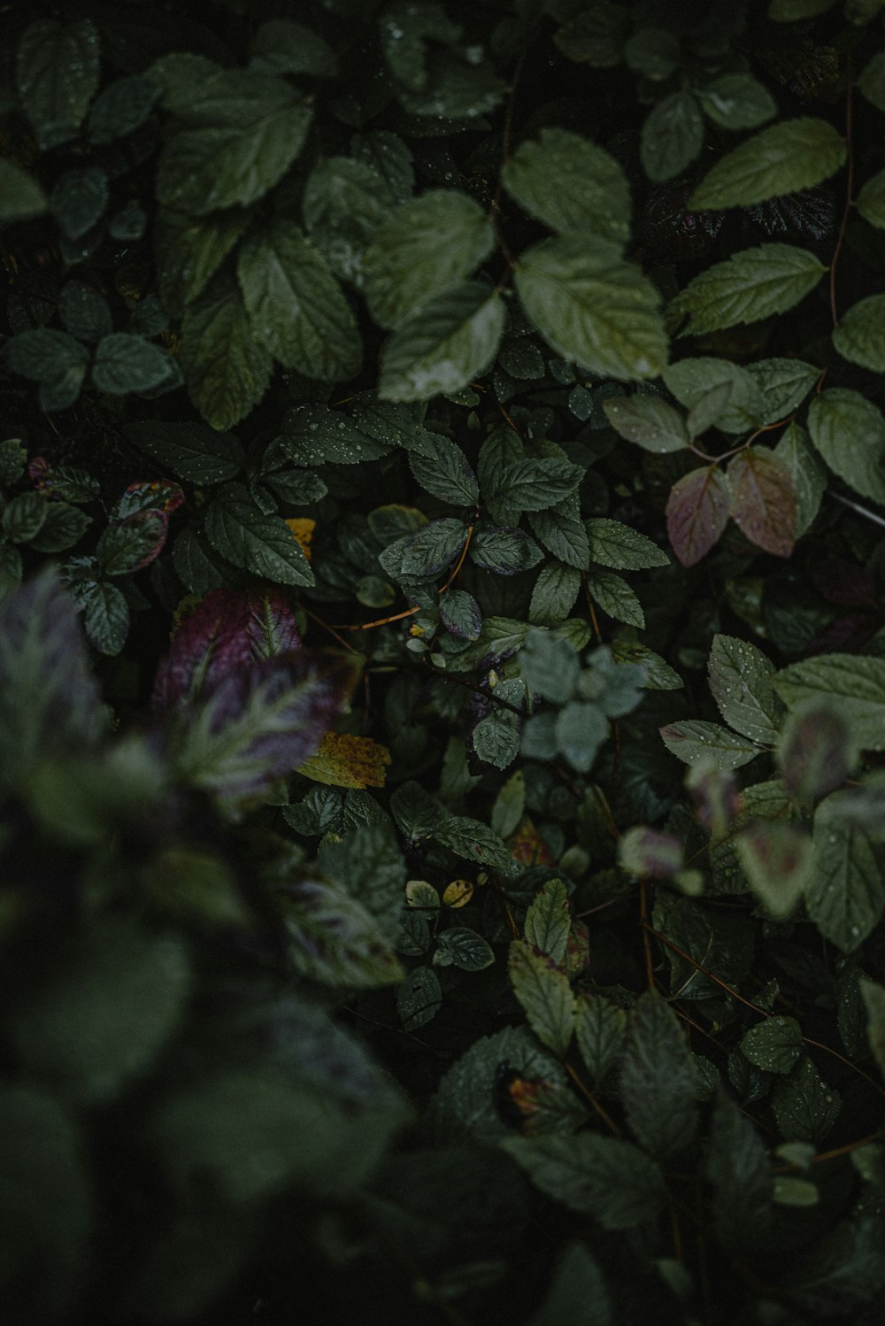 a bunch of leaves that are on the ground