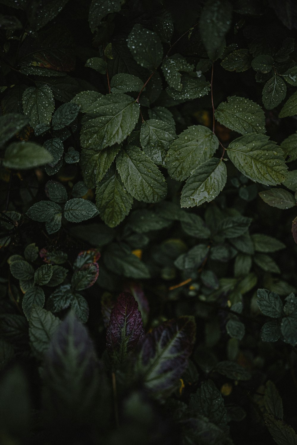 a bunch of leaves that are next to each other