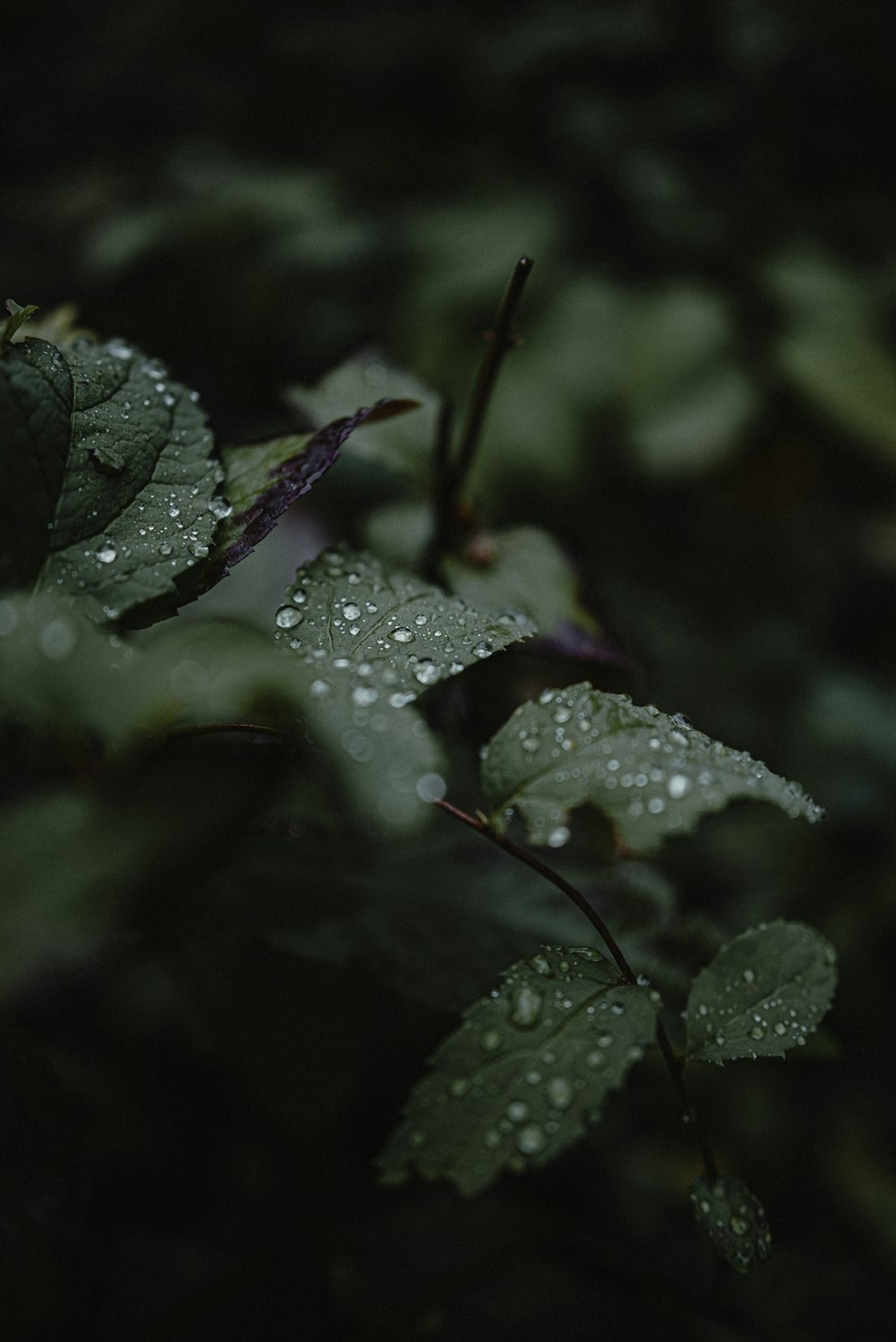 a close up of a leaf with drops of water on it