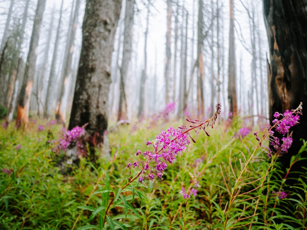 a purple flower in the middle of a forest