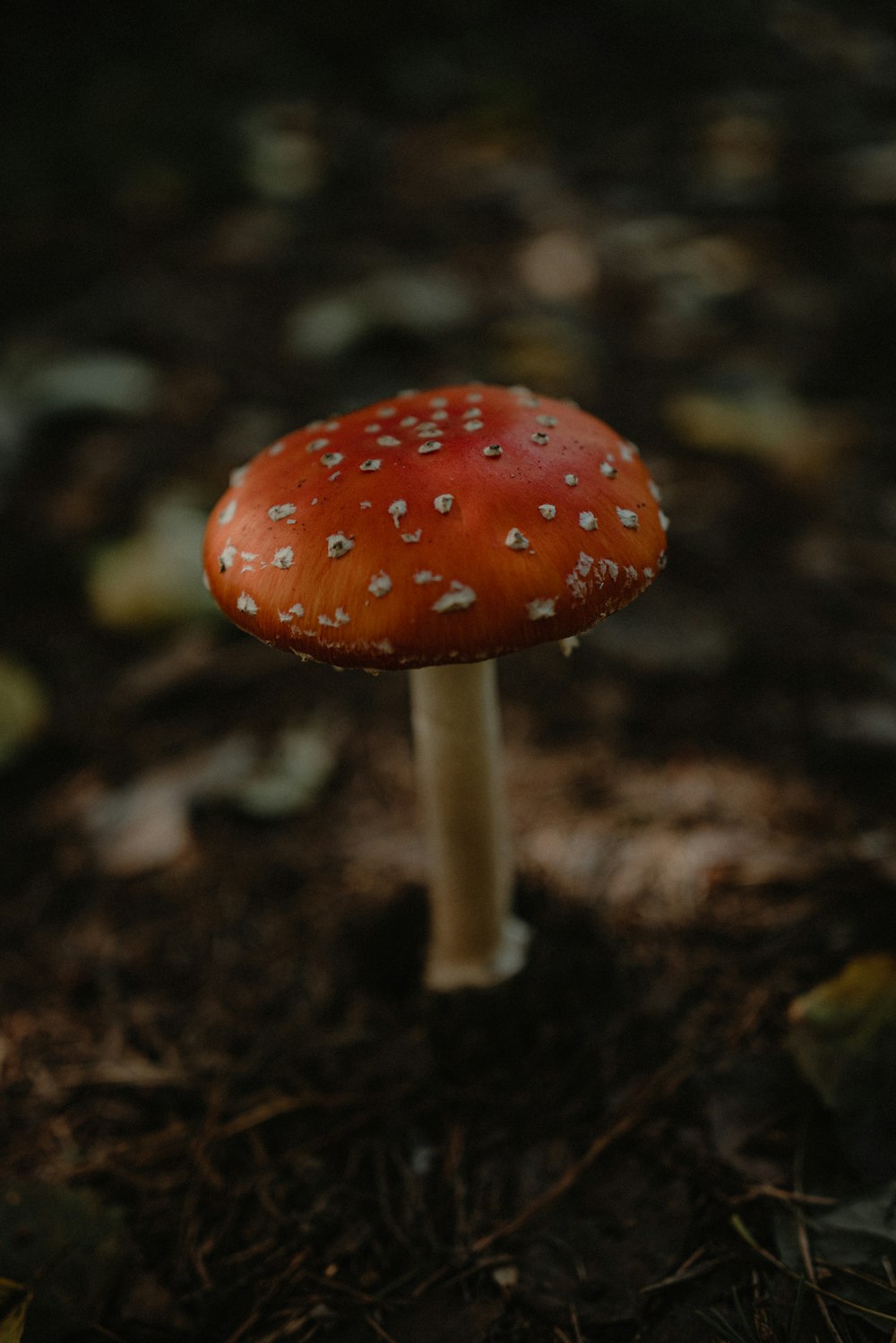 땅에 앉아있는 작은 빨간 버섯