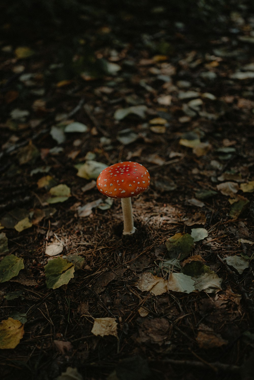 a small red mushroom sitting on the ground