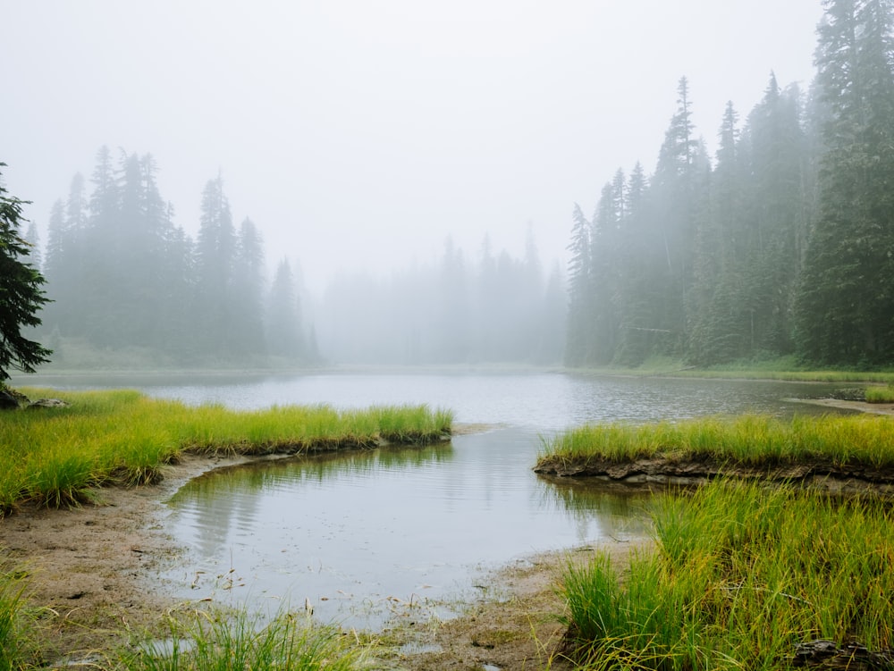 a lake surrounded by tall trees in a foggy forest