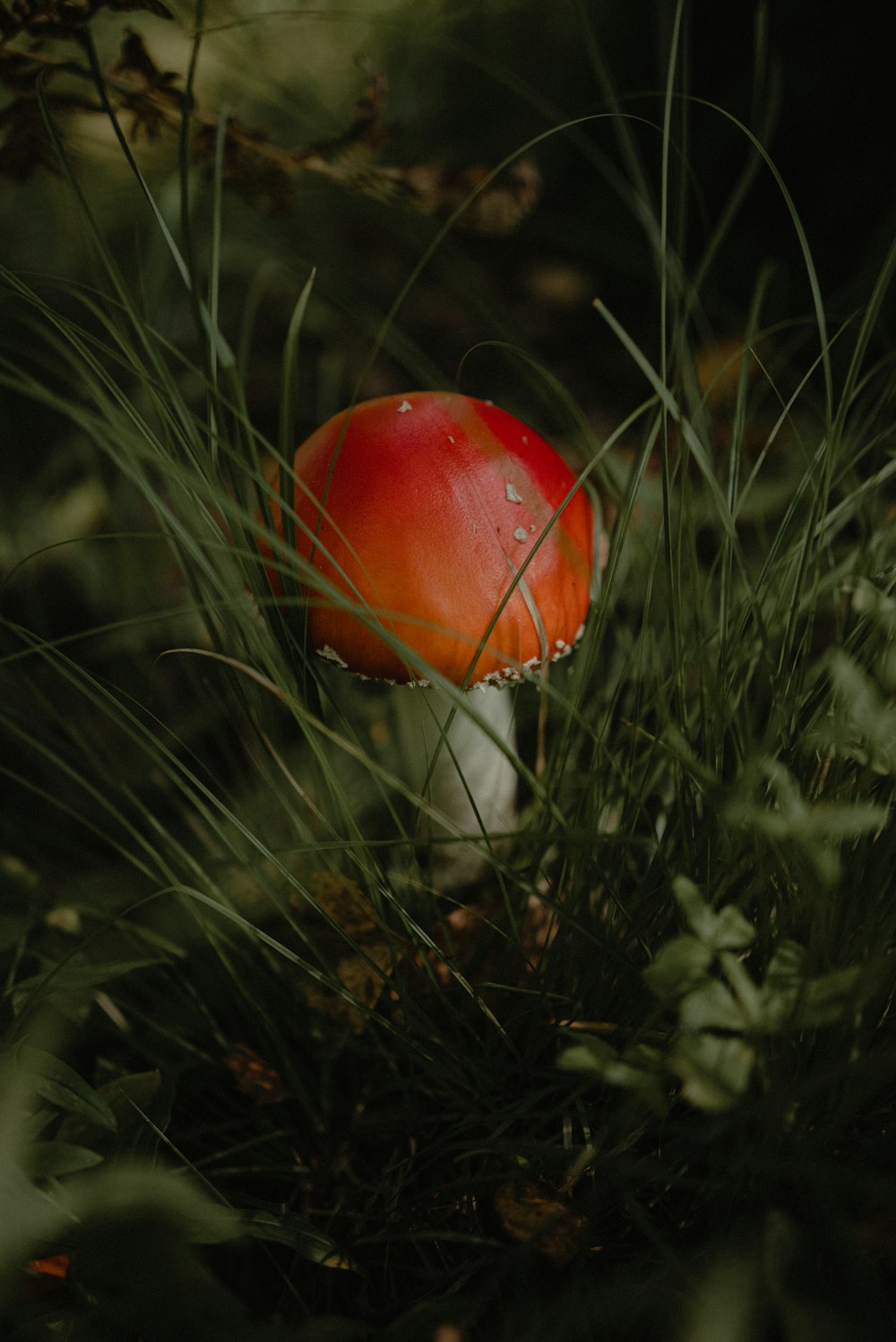 a red mushroom sitting on top of a lush green field