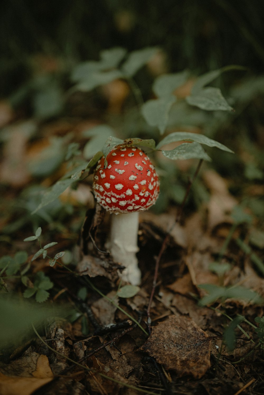 a red and white mushroom sitting on the ground