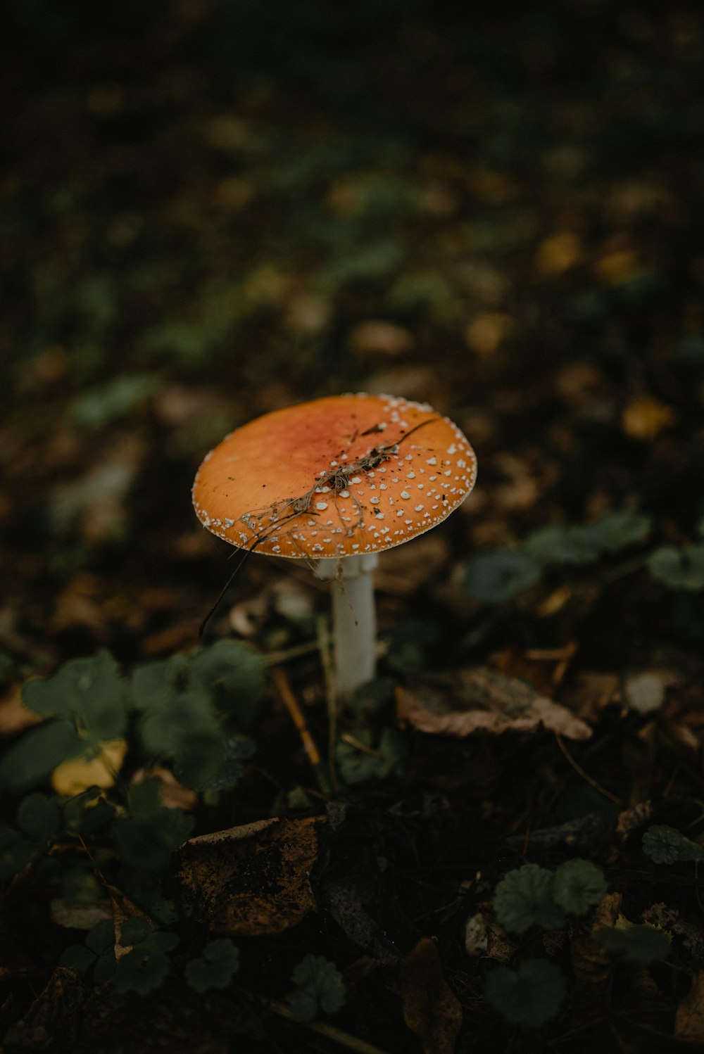 a small orange mushroom sitting on the ground