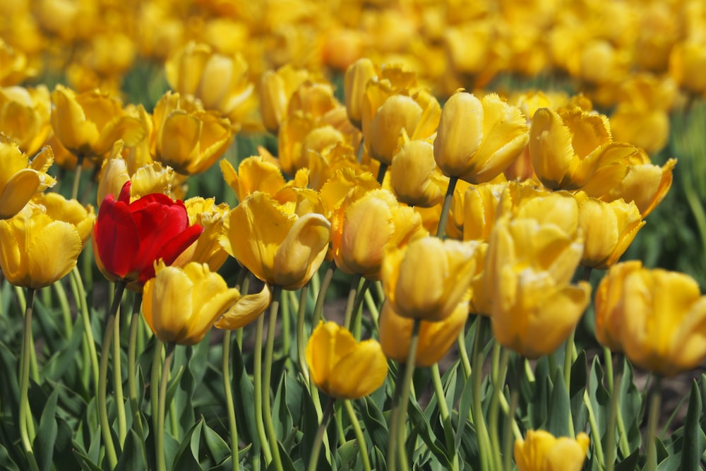 a field of yellow and red tulips with a single red flower in the