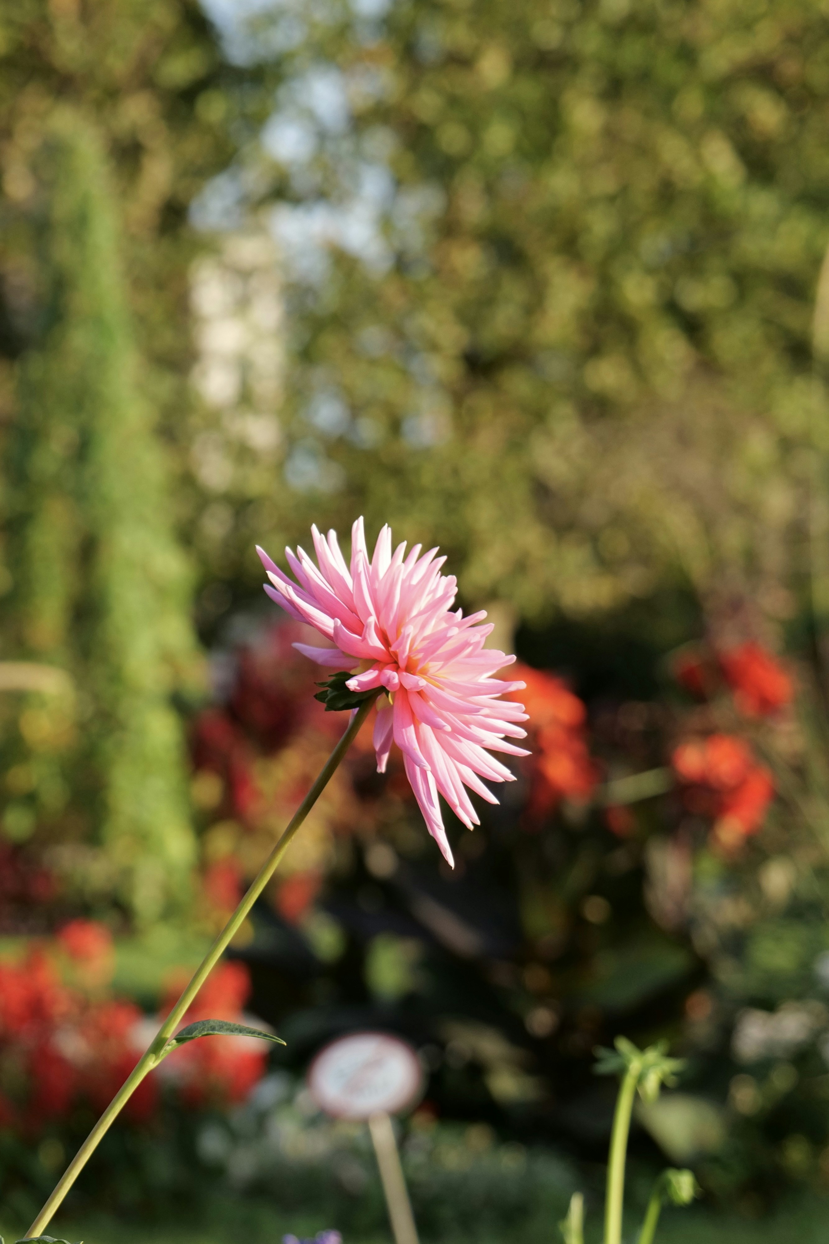 uma flor cor-de-rosa em um jardim com outras flores