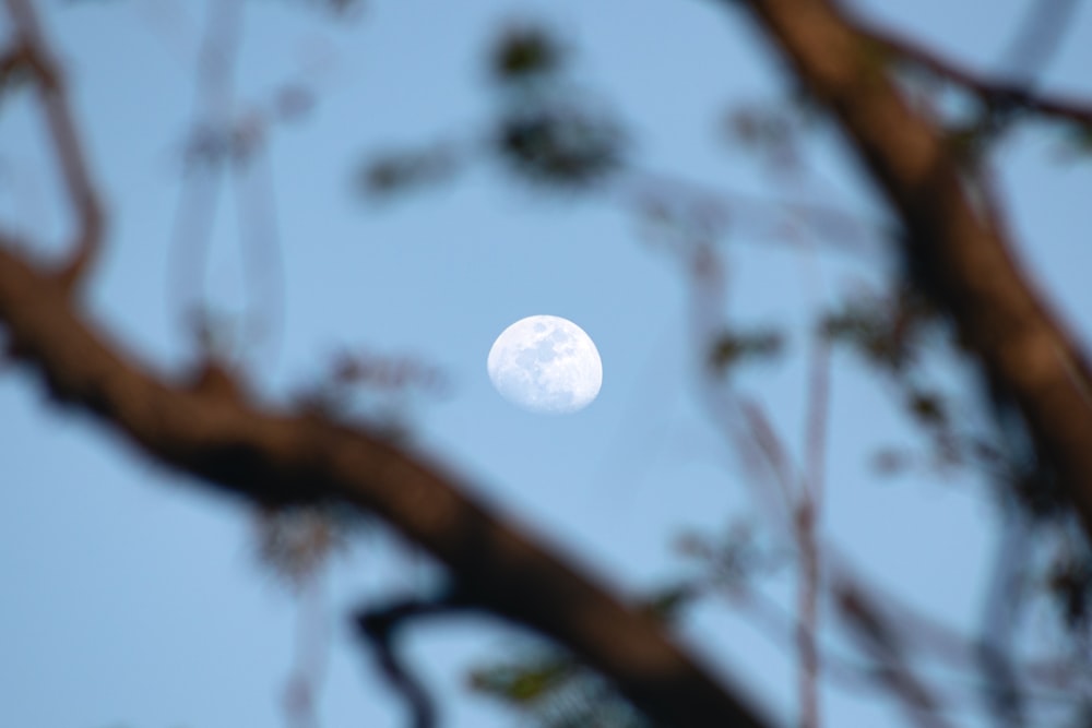 a full moon seen through the branches of a tree