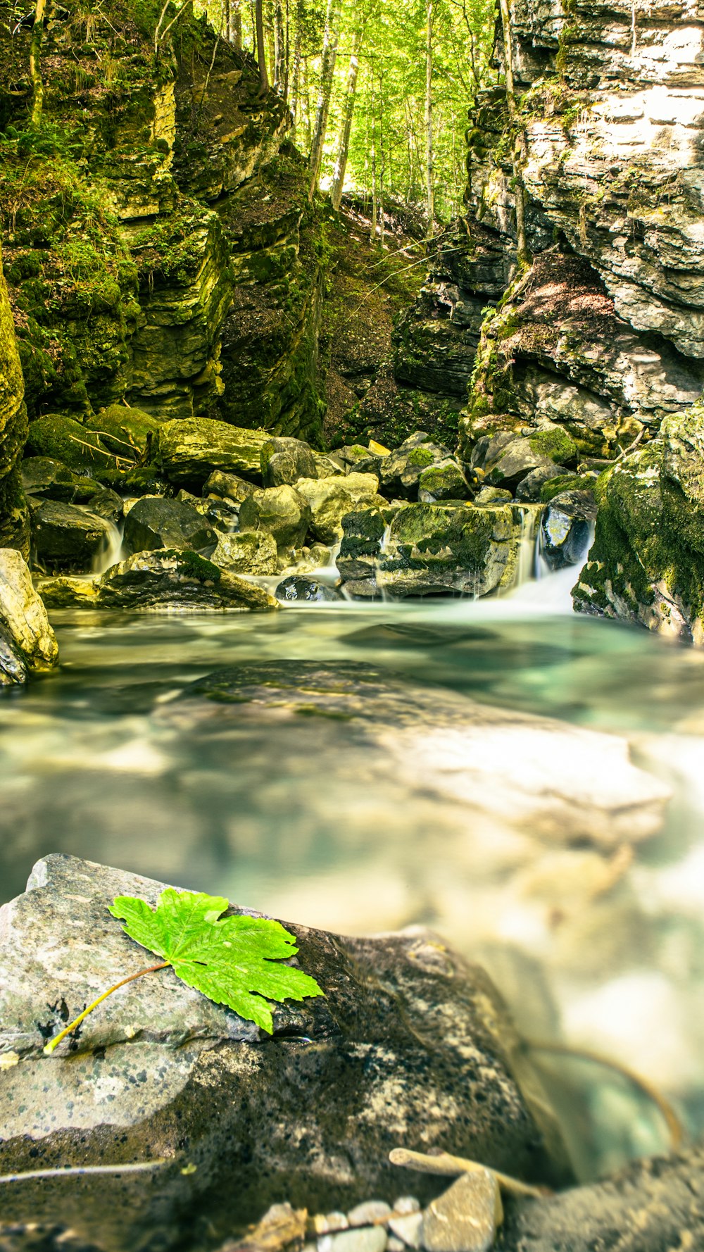 a green leaf sitting on top of a rock next to a river