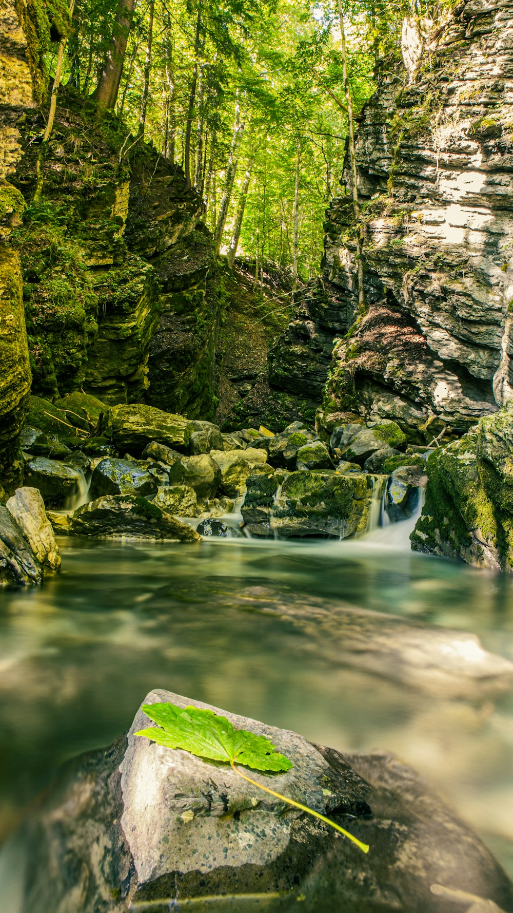 a river running through a lush green forest