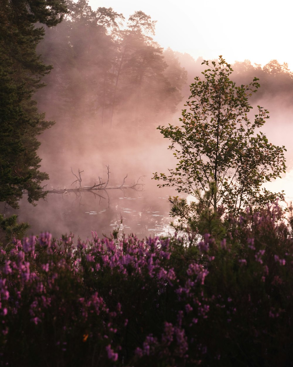 a foggy lake surrounded by trees and purple flowers